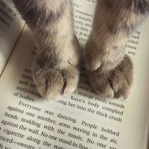 waitingfor-youu: cats and books!! i love it!