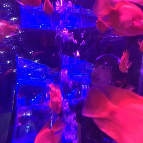 中井りかさんのツイート: アートアクアリウムにいってきたよ！ おぎゆかを探せ！（笑） t.co/7CNsm7USWZ