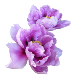 transparent-flowers:  Purple Peony. (x).