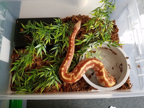 Some snakes in their new tubs! Once the adults get sold they’ll be getting moved into cb-70′s. Demet