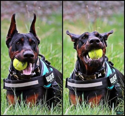 Doberball