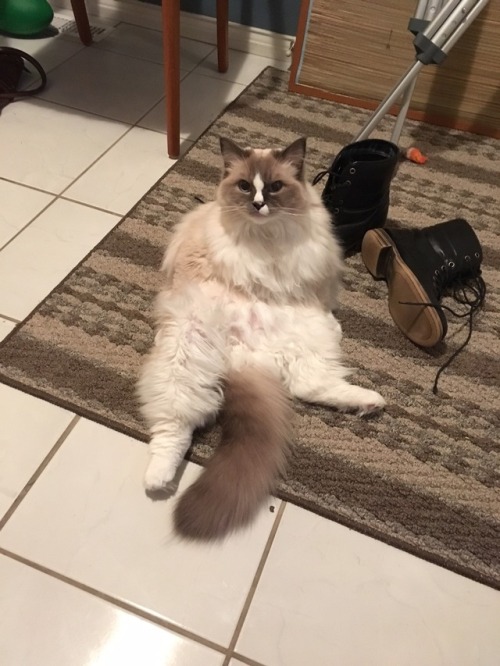 disgustinganimals:  This is Juno, she sits like a human sometimesas a human who often gets drunk and sits like this when there’s a couch just a few steps away i can confirm.okay so nice tail. a LOT of fur. maybe dial that back a few notches. this is