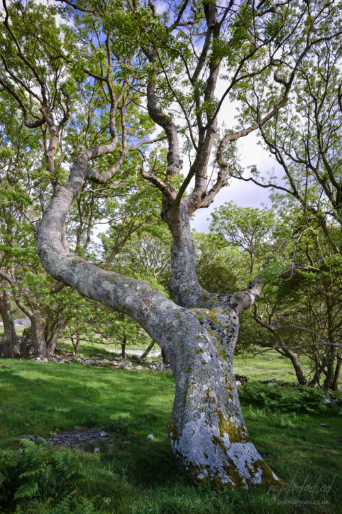 mydododied:Ash tree in the glade