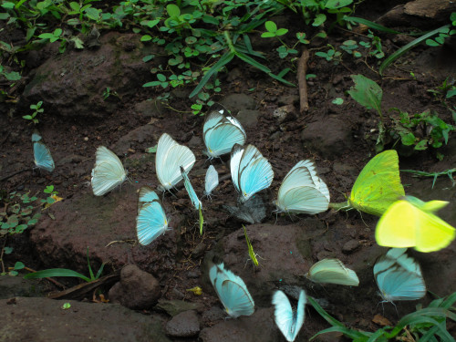 miss-bumblebee: Colourful butterflies in Central America