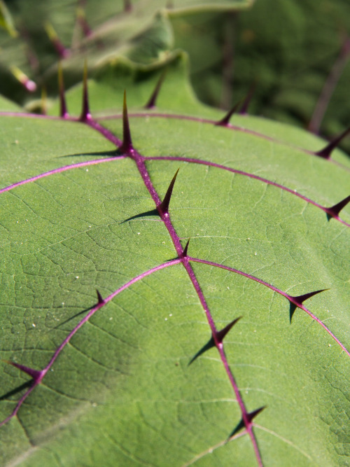 leaves