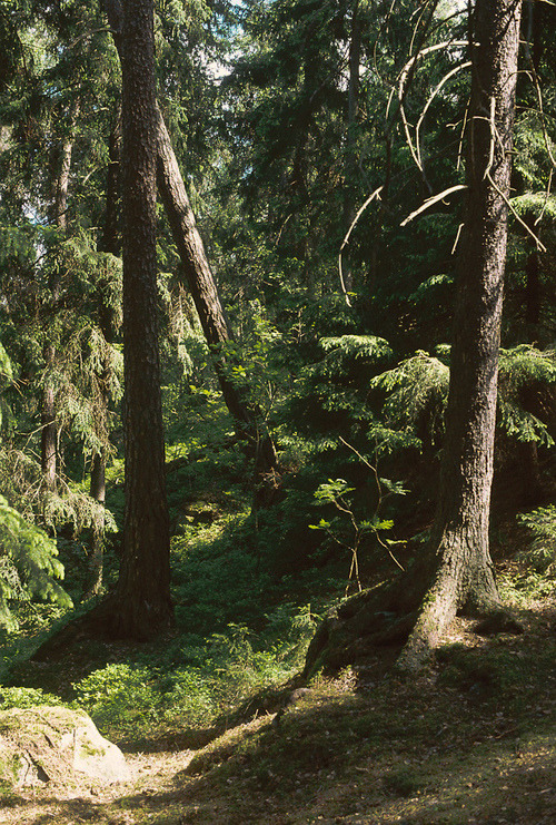 natura-e:heidigrainger:eartheld:get-lost-in-the-trees:Daily Dose of Nature++ nature- Nature blog ^^