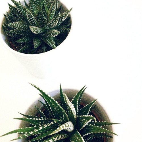 aestheticales: coastiah: palmhic: cahle: + P A L M H I C q’d //