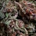 shelovesplants:Cool whip 💨😊 80% indica and 20% Sativa 💨💨