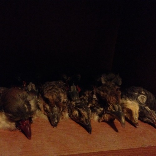 fennriis:  Some of my skulls and heads.