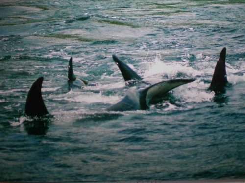 scottish-orca:Killer Whales off Noss - Tim SykesThere were 5 Killer Whales in Noss Sound at 12.30 Th