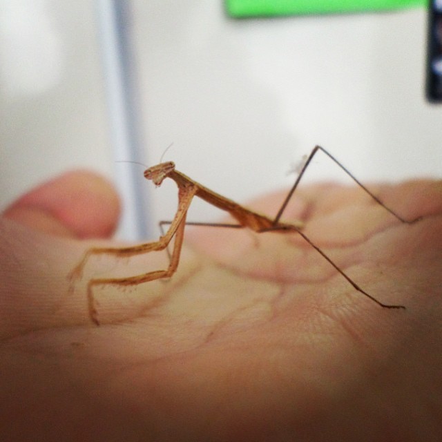 #insect #mantis #brown (en Villas de la Hacienda 21)