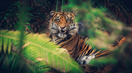 sdzsafaripark:  TIGER POWER by Bartfett