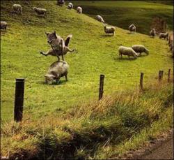 BREAKING NEWS … Playing leap-sheep,