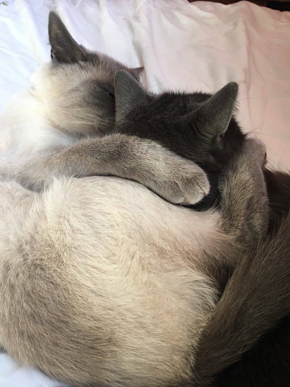 unflatteringcatselfies:  Storm was cleaning Outlier until they suddenly started play