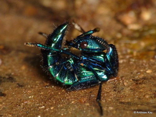 onenicebugperday:Jewel rove beetles in the genus Plochionocerus,Staphylinidae. Found from southern M