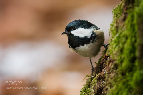 The sweet little coal tit by Reibertb