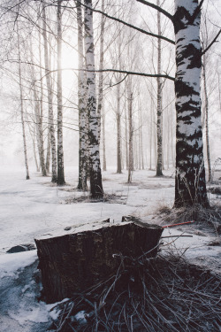 0rient-express:  Stump and fog | by esaM.    //  // ]]>