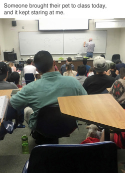 werewolfchaos:  thefingerfuckingfemalefury:  cryoverkiltmilk:  tastefullyoffensive:  (photo by dyakobian)  This is the opposite of a problem.  “Hey professor is it okay if I bring my lamb to class?” “hahahaha WILD yeah of course just don’;t let
