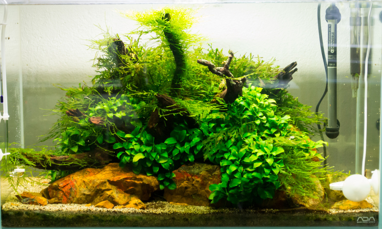 8100 Contoh Hardscape Aquarium HD Terbaik