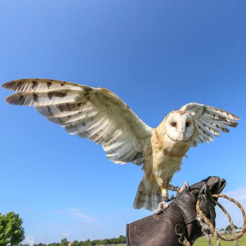 Last Monday of the year! Who&rsquo;s ready for 2016? I think Whisper is! #barnowl