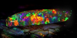 sixpenceee:  Virgin Rainbow Opal The above opal was discovered in the opal fields of Coober Pedy by opal miner John Dunstan in 2003. It’s actually an opalised fossil, from an extinct cephalopod called belemnitida that existed during the Mesozoic era.