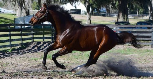  “Happy Birthday Jess’s Dream! The son of champions Rachel Alexandra and Curlin turns 8️⃣ Be o