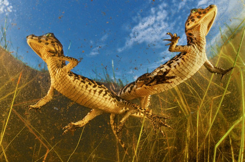 awkwardsituationist:  brazil’s yacare caiman was once hunted to near extinction for its valuable skin, but thanks to a global ban on the trade its home in the pantanal — the world’s largest wetland, situated along along the paraguay river — now