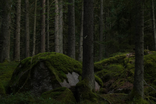 swedishlandscapes:Ancient forest.