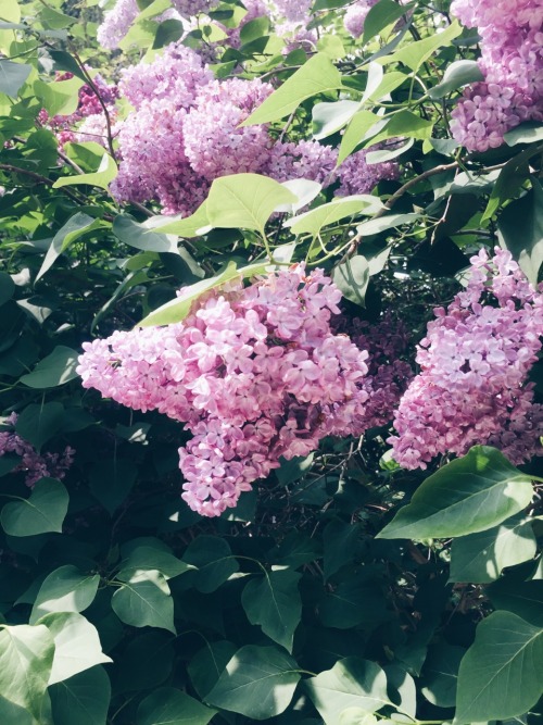 travels-ofadreamer:Lilacs and other flowers, Blenheim Palace 