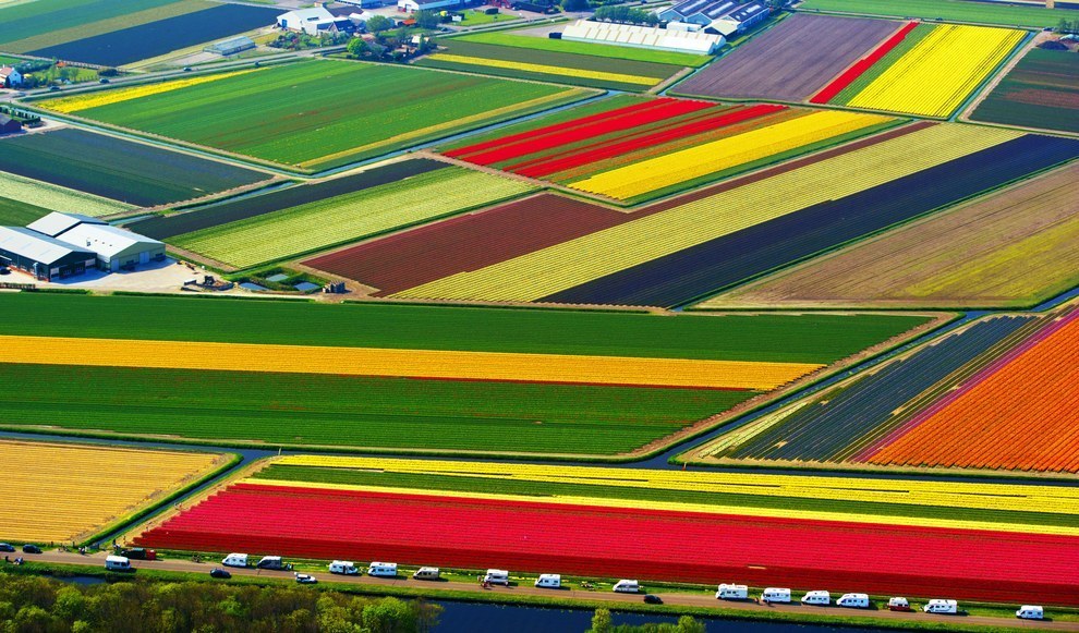 sixpenceee:  Dutch Flower Fields, NetherlandsSource: Flickr / Creative Commons /