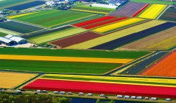 sixpenceee:  Dutch Flower Fields, NetherlandsSource: Flickr / Creative Commons / Flickr: nikontino