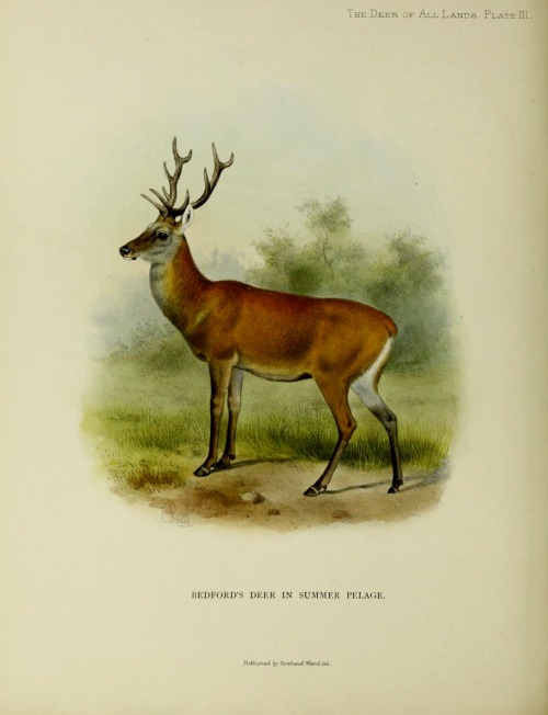 wapiti3: The deer of all lands a history of the family Cervidæ living and extinct.  By Lydekker, Ric