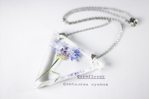 mossofthewoodsjewelry:Cornflower (Centaurea cyanus)