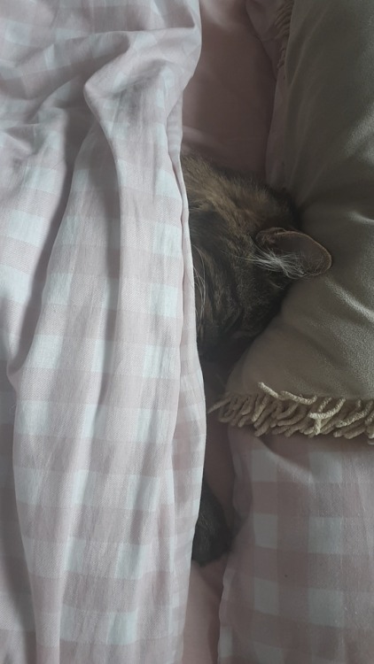 not sure if u still need this but i saw the loat abt submittions of animals and heres my cat in my b