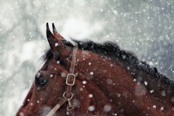 equine-ess:  the-leadrope-life:  Kinda sick of the snow now.   I don’t think I’ll ever get sick of this photo though.