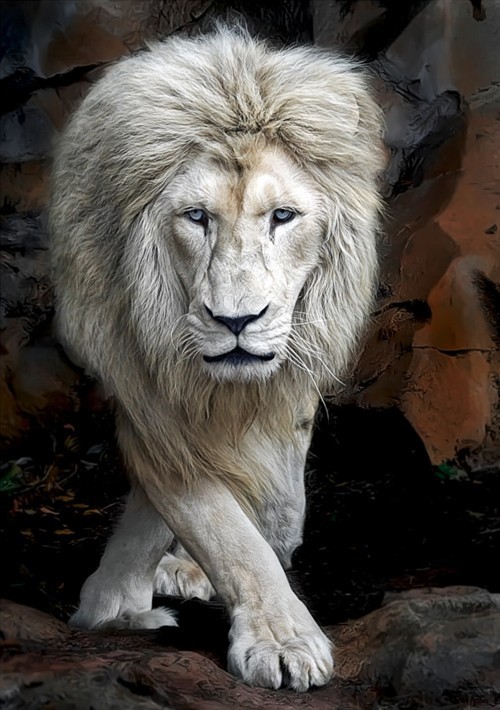 lordmaahes-nsc - Roars in the night turn into purrs come morn~