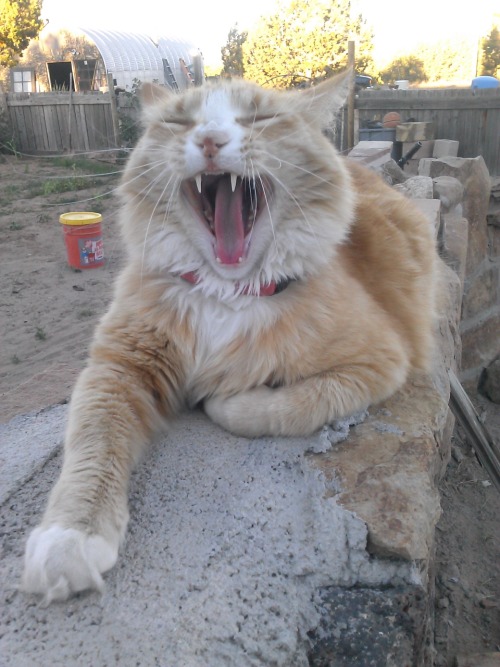 Here’s a compilation of some mid-yawn shots of Douglas(submitted by fairyganjmother)