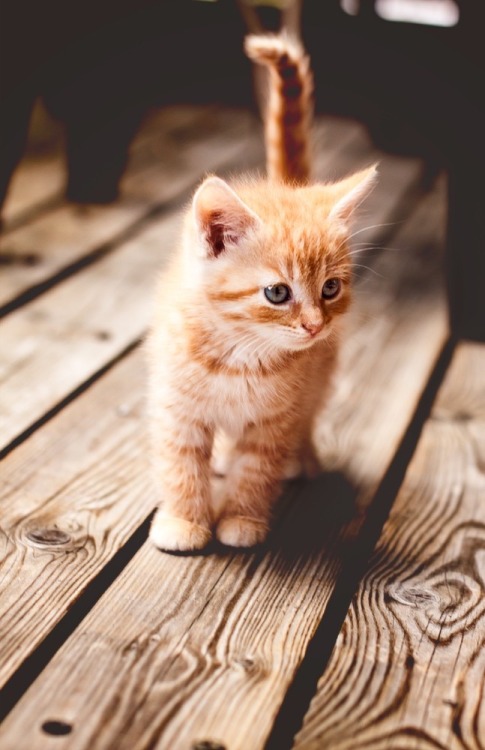 mel-cat:Red Kitten ( via Akl )