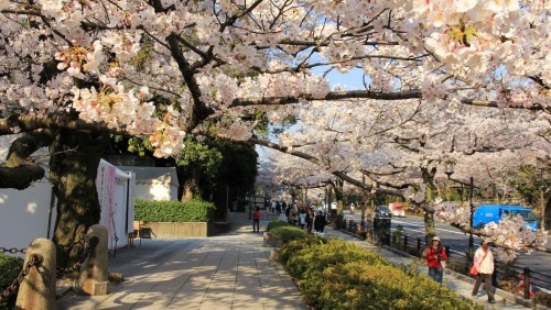 visitkyoto: todayintokyo:  Take a walk with me along Chidorigafuchi in Tokyo.   Kyoto comes usually a week after… 