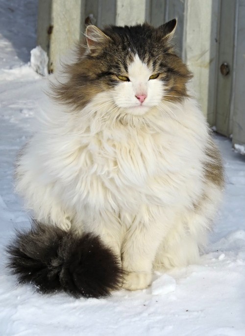 (via sir-putnik4)