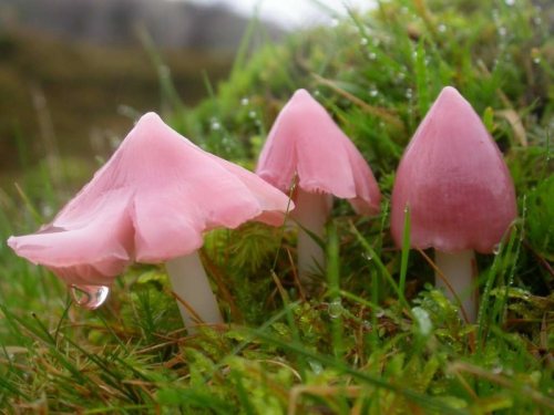 nevver:  Fungus among us Atlas Obscura