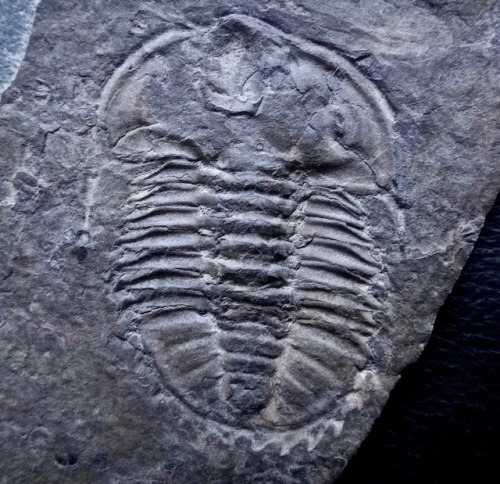 amnhnyc:It’s time for #TrilobiteTuesday! Some of us may imagine that all we need do to find a museum