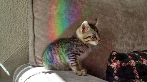 mllesarcasme:  So my baby cat found himself stuck in a rainbow today