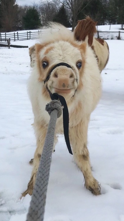 bridle:I tried to teach Seb how to lead but instead he had a tantrum and threw himself into the snow