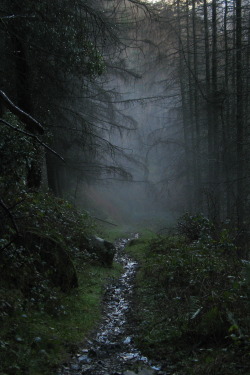 anotic:  Rostrevor Forest, Ireland  |  Darren