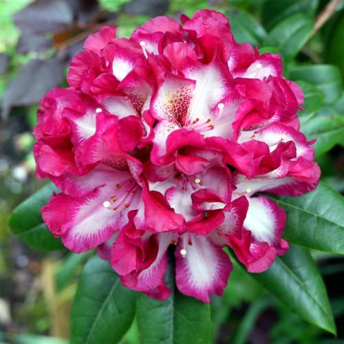 Rhododendron.Being on heavy clay I have grown this in a large pot.