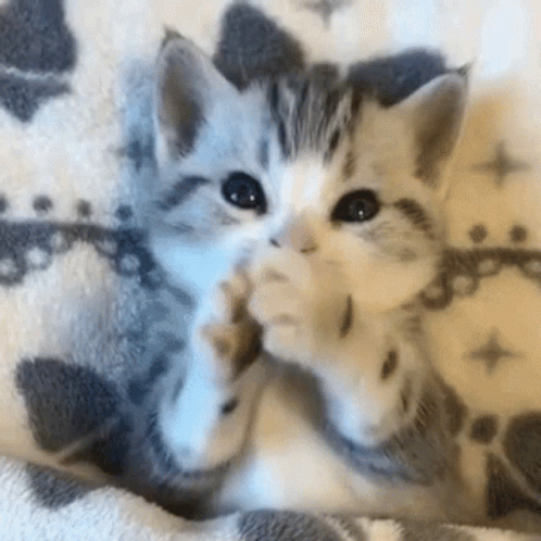 💕𝙺𝚒𝚝𝚝𝚢 𝚌𝚊𝚝 𝚜𝚝𝚒𝚖𝚋𝚘𝚊𝚛𝚍 (๑✪ω✪๑)♡