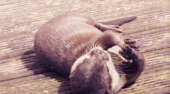 Baby Animal Posts