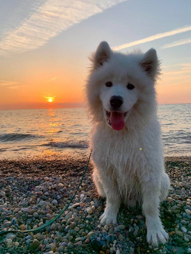 Felix’s first beach sunset 🌅
