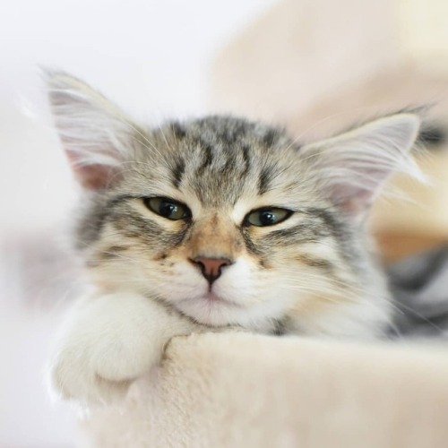 Night www.youtube.com/c/WeMeow #cat #cats #wemeow #meow #catlife #cutecat #catlove #lovecats
